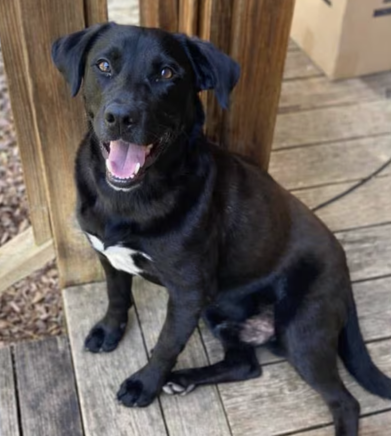 Boley's loyal black Labrador mix Buck, who was found alive at the child's side after an extensive search that spanned three days.